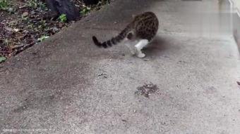 小野猫.com带你吃瓜,揭秘娱乐圈幕后故事