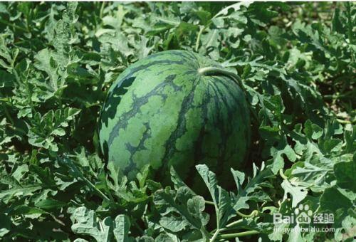 欺凌瓜孕妇可以吃吗,安全指南解析