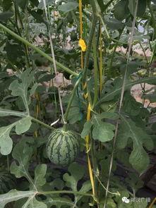 玄学瓜田吃瓜,瓜田吃瓜的神秘寓意与启示