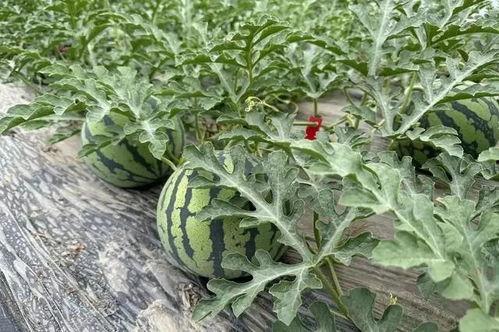 玄学瓜田吃瓜,瓜田吃瓜的神秘寓意与启示