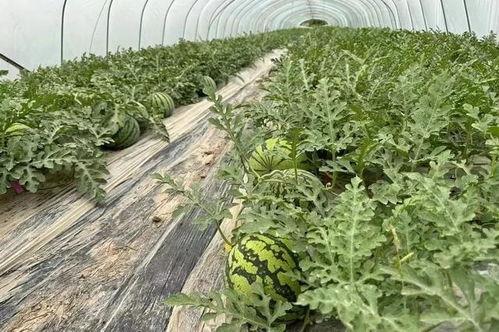 玄学瓜田吃瓜,瓜田吃瓜的神秘寓意与启示