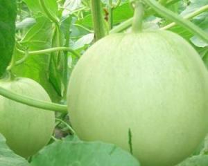 瓜薯怀孕可以吃吗,瓜薯类食物的适量食用与禁忌