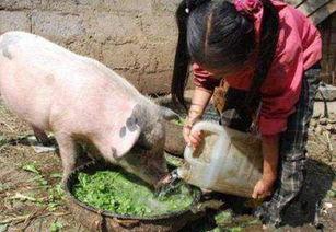 喂猪吃瓜特效图片,喂猪吃瓜特效图片背后的温馨故事