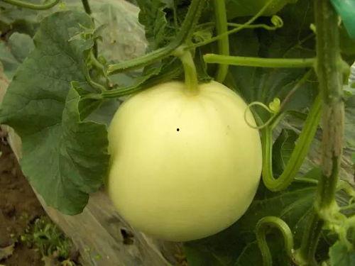 割麦吃瓜图片搞笑,笑翻麦田！