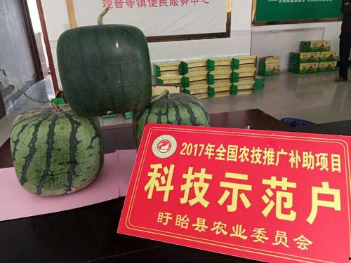 佛公吃瓜,笑谈世间百态