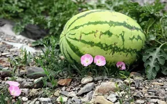 吃瓜最佳模式,轻松解锁快乐观战新姿势