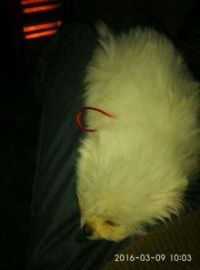 博美吃瓜吐了,博美狗狗吃瓜后的“意外”反应