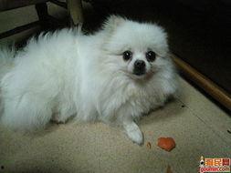 博美吃瓜吐了,博美狗狗吃瓜后的“意外”反应