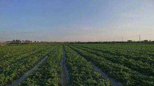 甘肃建筑吃瓜,瓜果飘香中的建筑艺术之旅