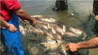 椰崽吃瓜,揭秘娱乐圈那些不为人知的幕后故事