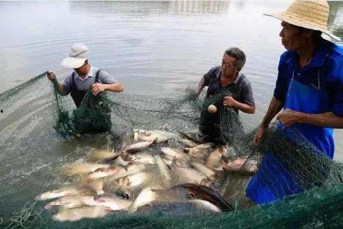 椰崽吃瓜,揭秘娱乐圈那些不为人知的幕后故事