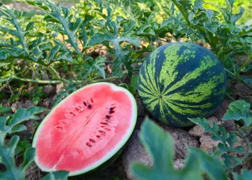 吃瓜群众在西安吃瓜,吃瓜群众的热闹一幕