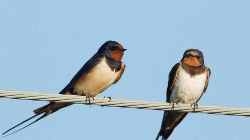 韩城吃瓜燕子,揭秘当地特色美食背后的故事