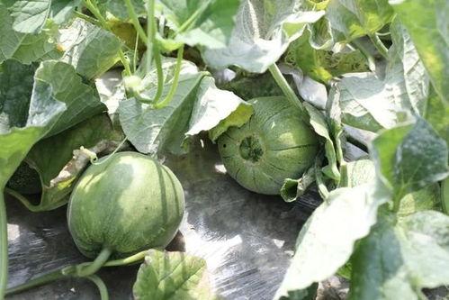 又到吃瓜季节,又到全民“吃瓜”狂欢季