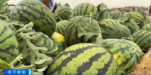 又到吃瓜季节,又到全民“吃瓜”狂欢季