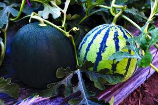 又到吃瓜季节,又到全民“吃瓜”狂欢季