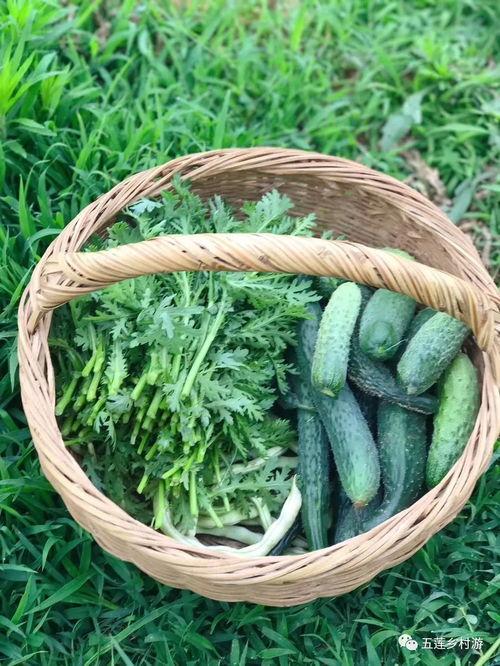 纯绿色的瓜怎么吃,纯绿色瓜果的多样食法探索