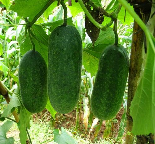 吃瓜得瓜种子可以种吗,种子也能种出美味果实