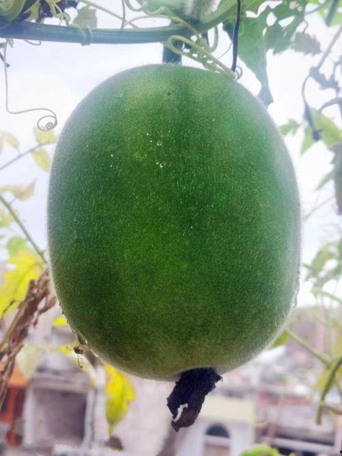 吃瓜得瓜种子可以种吗,种子也能种出美味果实