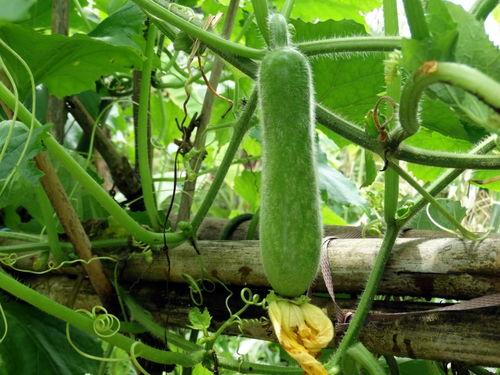 吃瓜得瓜种子可以种吗,种子也能种出美味果实