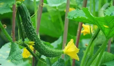 女人在河北吃瓜,瓜香四溢，品味生活新风尚