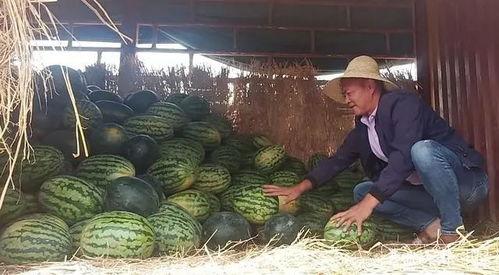 抓蛇吃瓜群众,揭秘民间蛇宴背后的故事