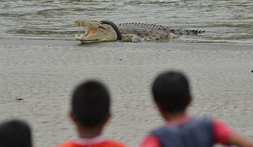 抓蛇吃瓜群众,揭秘民间蛇宴背后的故事