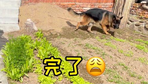 大肉狗带你吃瓜北京,大肉狗带你探秘京城美食瓜界