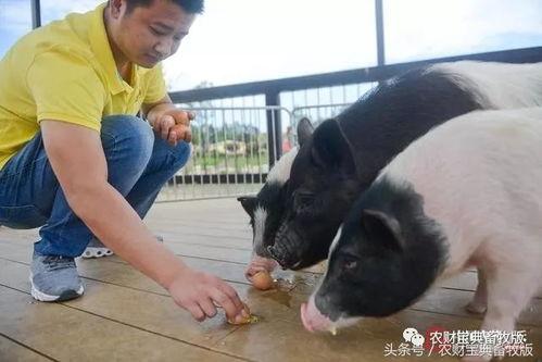 哈密小猪吃瓜图片,萌态十足引网友热议