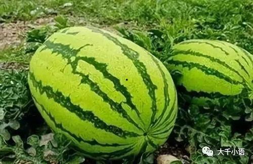 柯东线下吃瓜,揭秘娱乐圈幕后故事