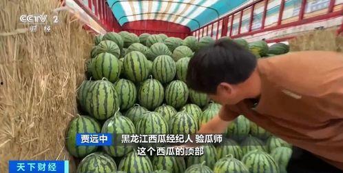 画院大型吃瓜,大型吃瓜狂欢，揭秘幕后风云